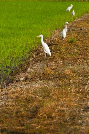 birds looking their foodの写真素材