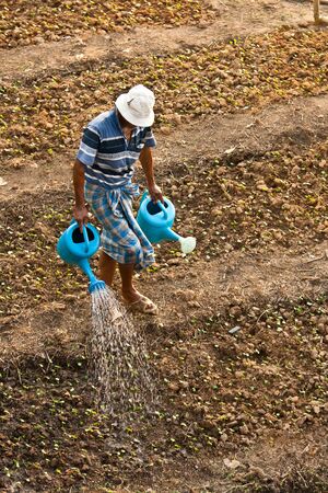 Farmer watered his little plant, thailandの写真素材