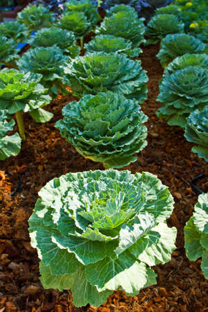 green cabbage in the farmの写真素材