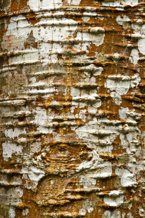 close up texture of barkの写真素材