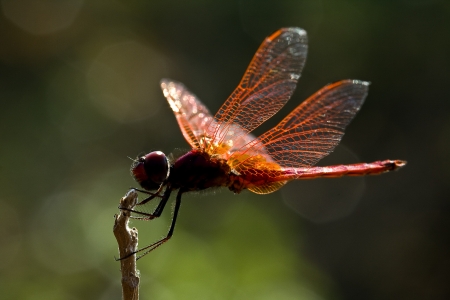 Red dragonflyの写真素材