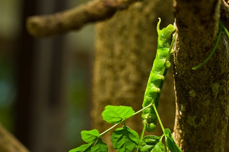 Caterpillar holding branch of treeの写真素材