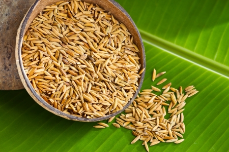 Paddy in coconut shell on banana leaf backgroundの写真素材