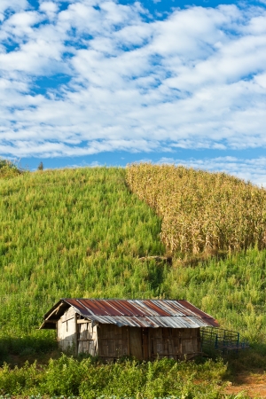 Hill tribe corn farm, Northern of Thailandのeditorial素材