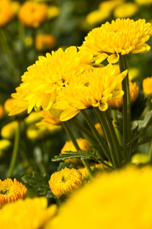 Blossom of Marigold flower farmの写真素材