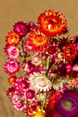 Bouquet of varuious Everlasting flowerの写真素材