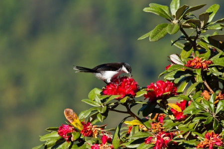 Dark backed sibia on Red Rhododendron treeの写真素材