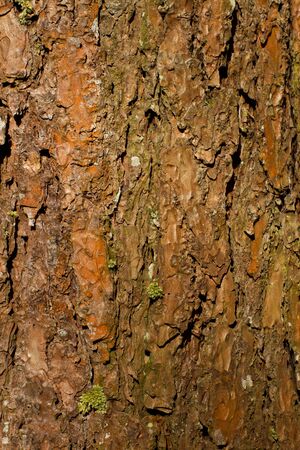 Close up Pine bark Backgroundの写真素材