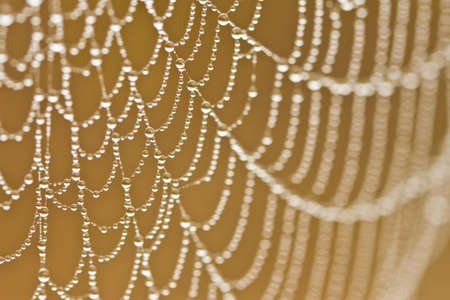 Spiderweb with drops in the morning forestの写真素材
