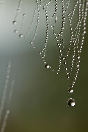 Spiderweb with drops in the morning forestの写真素材