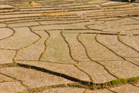 paddy stubble left after harvesting, Thailandの写真素材