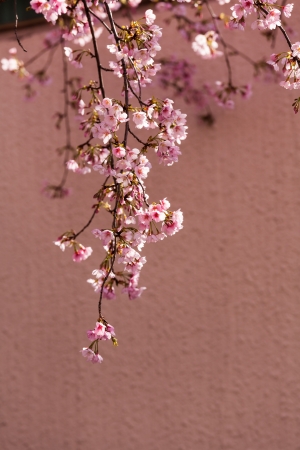 cherry Blossoms, Ueno garden, Tokyo, Japanの写真素材