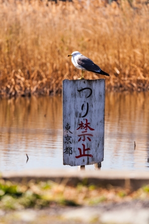 Seagulls on the signage, Do not fishingの写真素材