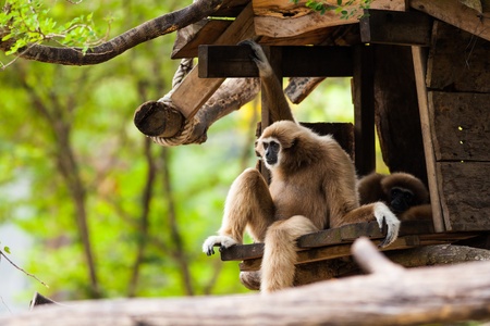 White Cheeked Gibbon or Lar Gibbonの写真素材