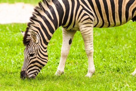 Zebra eating in the grass fieldの写真素材