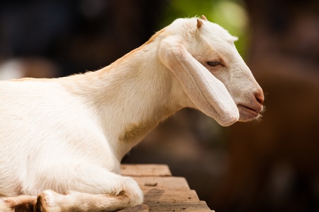 Baby goat in the farmの写真素材
