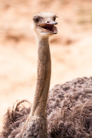 Ostrich standind in the fieldの写真素材