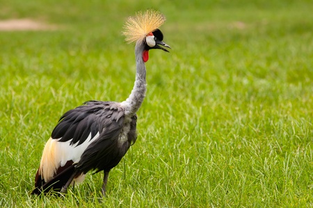 Grey Crowned Crane walking in the fieldの写真素材