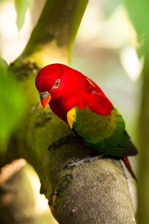 Red parrot holding on the branch of tree