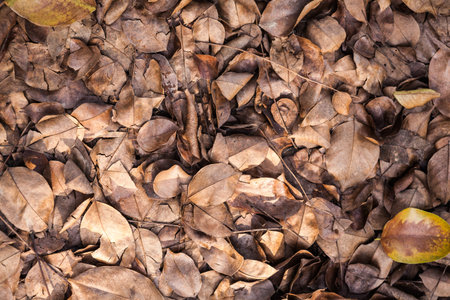 Fallen leaves on the ground