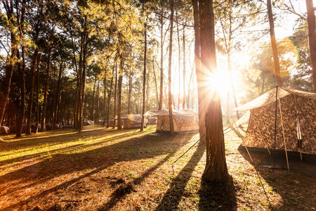 Pine forest in sunrise, Phu Hinrongklar, Northern of Thailandの写真素材