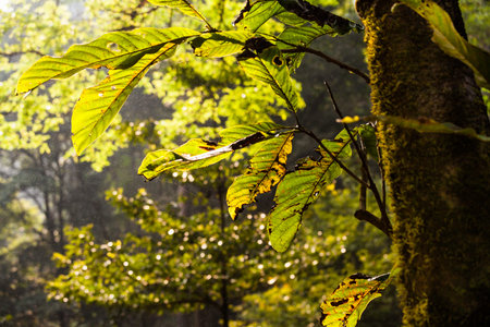 Close up leaves with water spray