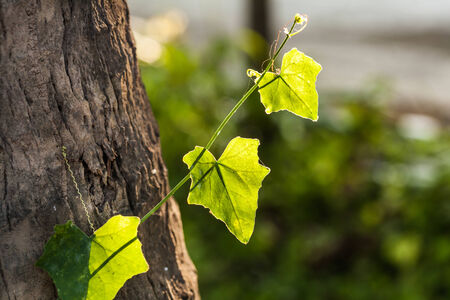 Ivy hold the tree in sunlightの写真素材