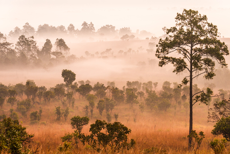 Morning in savannah, Tung Slanglung National park, Northern of Thailandの写真素材