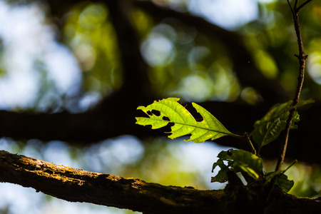 Damage leaf in the tropical forestの写真素材