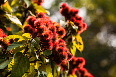 Annatto tree in the forest, Thailandの写真素材