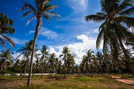 Palm tree against blue sky