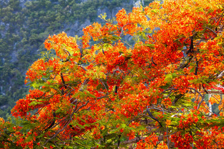 Rain tree with orange flower