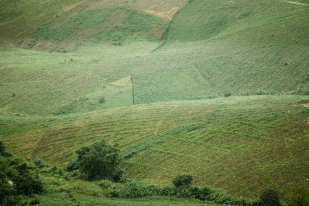 Cabbage farm, Leoi province, Northeast of Thailand