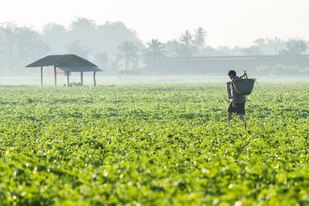 Potato farmland, Chiangmai, Northern of Thailandの写真素材