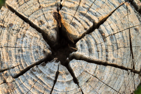 Stump on top view