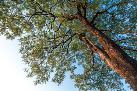 Big tree against the sky