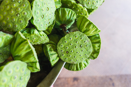 Close up of fresh lotus seed pod, the lotus seeds are used extensively in traditional Thai medicine and dessertsの写真素材