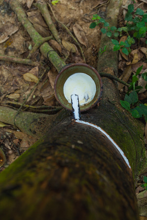 Rubber Latex extracted from rubber tree, Popular industrial in Southern of Thailandの写真素材