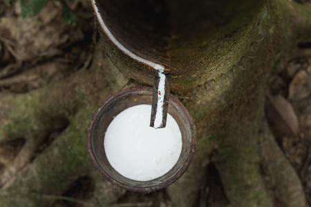 Rubber Latex extracted from rubber tree, Popular industrial in Southern of Thailandの写真素材