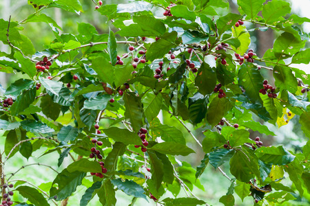 Coffee chrries on coffee treeの写真素材