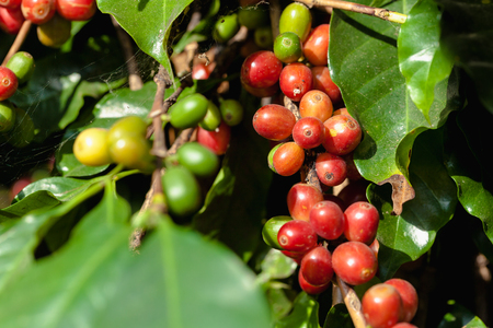 Coffee chrries on coffee treeの写真素材