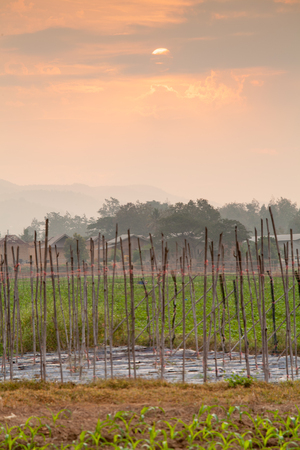 Sunset at corn and potato Farmland, Northern of Thailandの写真素材