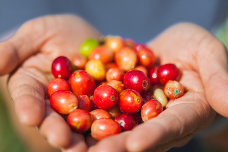 Ripe coffee fruit on the farmer handsの写真素材