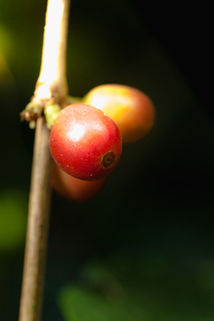 Coffee chrries on coffee treeの写真素材