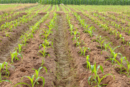 Sunset at corn Farmland, Northern of Thailandの写真素材