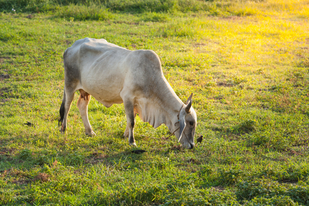 Cow eating in the field, rural of Thailandの写真素材