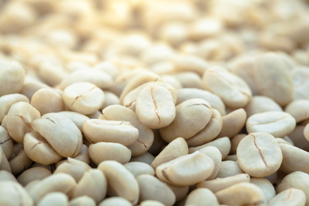 Unrosted coffee beans dried on sun lightの写真素材