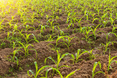 Sunset at corn Farmland, Northern of Thailandの写真素材