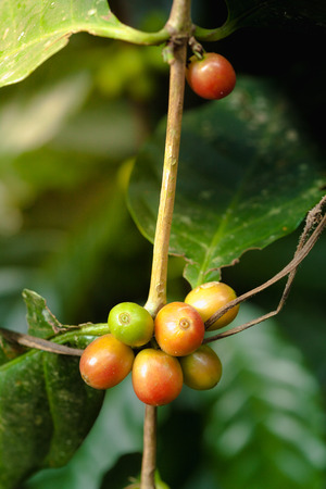 Coffee chrries on coffee treeの写真素材