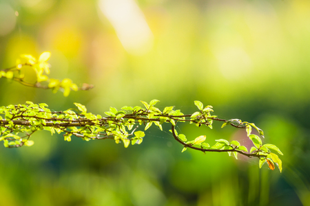 Branch of tree in sunrise moodの写真素材